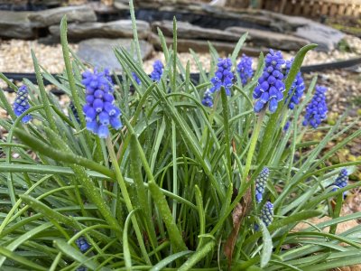 Grape Hyacinth 