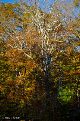 _DSC7087.jpg
