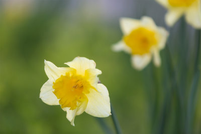 eduard-lampe-flowers-2021