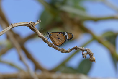 Monarca aricana (Danaus chrysippus)