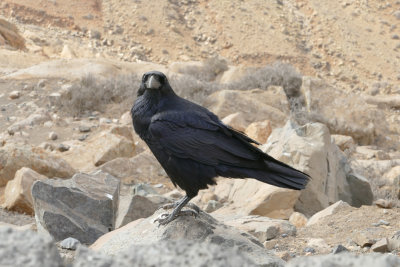 Corvo imperiale (Corvus corax tingitanus)