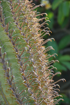 Giardino dei Cactus, Lanzarote