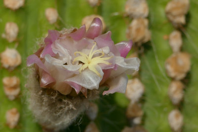 Giardino dei Cactus, Lanzarote