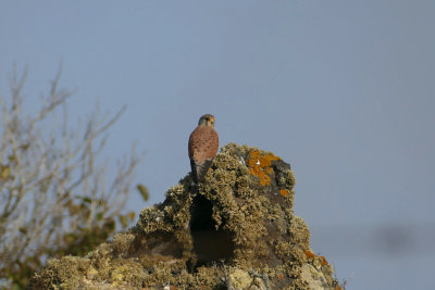 Gheppio delle Canarie (Falco tinnunculus dacotiae)