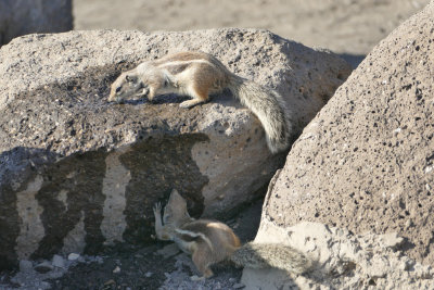 Scoiattolo di Barberia (Atlantoxerus getulus)