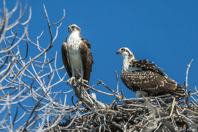 Osprey Nest  9
