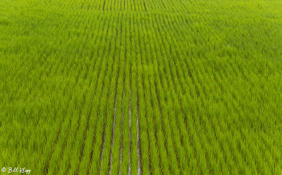 Rice Fields, Saha  8