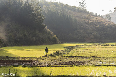 Rice Fields, Saha Forest Camp 1