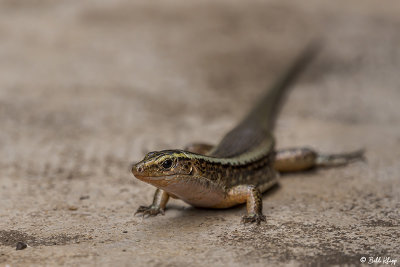 Plated Lizard, Andasibe  1
