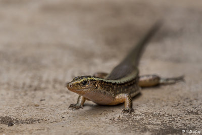 Plated Lizard, Andasibe 1