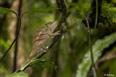 Elephant Eared Chameleon, Amber Mountain  1