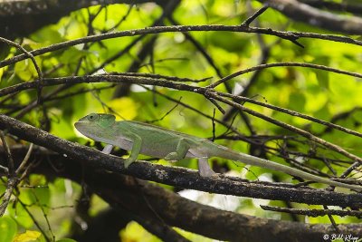 Elephant Eared Chameleon, Amber Mountain  2