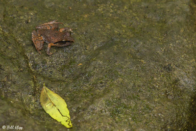 Frog, Amber Mountain 1