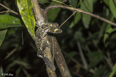 Mossy Leaf-tailed Gecko,  Amber Mountain 2