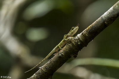Northern Blue-nosed Chameleon, Amber Mountain   3