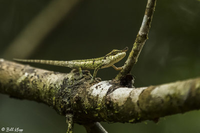 Northern Blue-nosed Chameleon, Amber Mountain 2