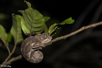 Panther Chameleon, Amber Mountain  1