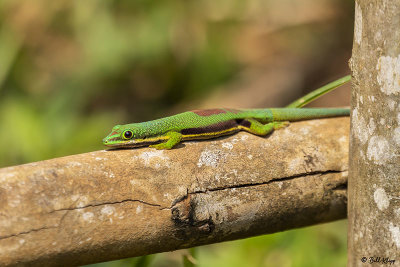 Lined Day Gecko, Andasibe  2