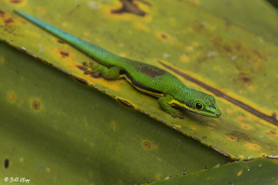 Lined Day Gecko, Andasibe  1