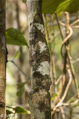 Mossy Leaf-tailed Gecko, Andasibe  1