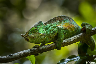 Parson's Chameleon, Andasibe  4