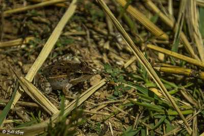 Ridge Frog, Iharana  1