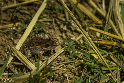 Ridge Frog, Iharana 1