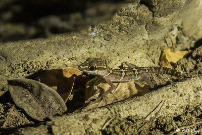 Tsingy Ground Gecko, Iharana 1