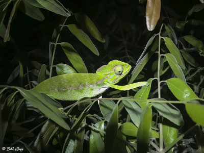 Chameleon, Mandrare  1
