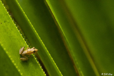 Pointy Frog, Masoala 1