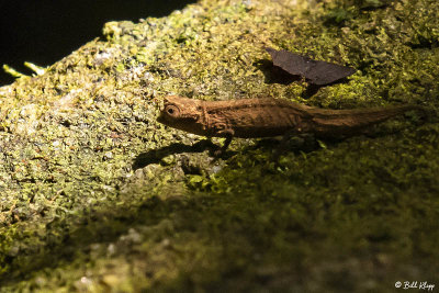 Brown Leaf Chameleon, Nosy Mangabe 1