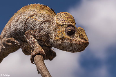 Ostalet's Chameleon 2