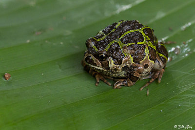 Marbled Rain Frog 1