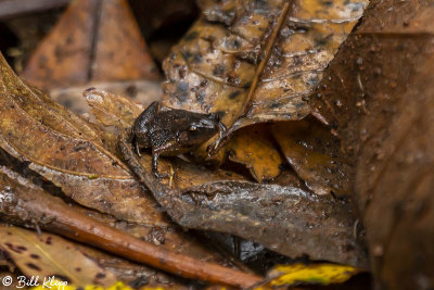 Stump-toed Frog, Amber Mountain 1