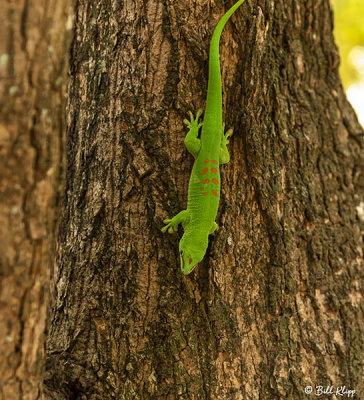 Giant Day Gecko, Iharana 2