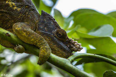 Parson's Chameleon 7