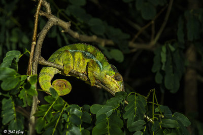 Panther Chameleon, Iharana  14 