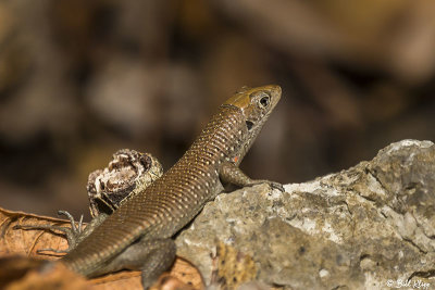 Tsingy Plated Lizard, Iharana 2