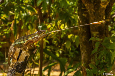 Panther Chameleon 12