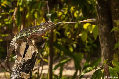 Panther Chameleon 10