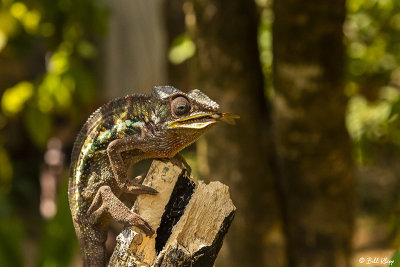 Panther Chameleon 9