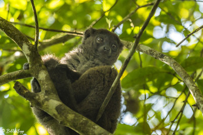 Bamboo Lemur, Andasibe  3