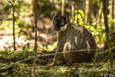 Brown Lemur, Andasibe  5