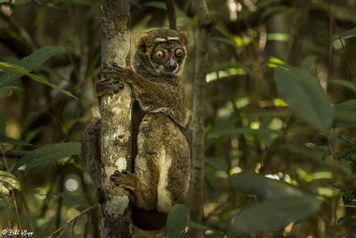 Eastern Woolly Lemur, Andasibe  3