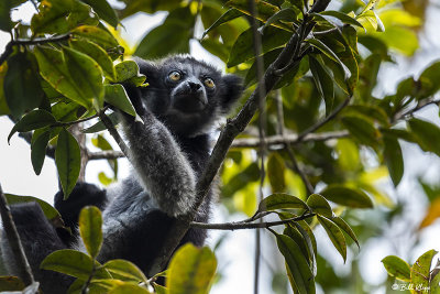 Indri baby, Andasibe  2