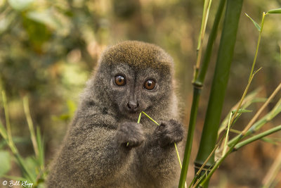 Bamboo Lemur, Andasibe  2