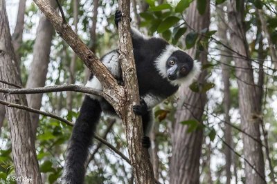 Black & White Ruffed Lemur, Andasibe  2