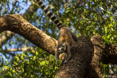 Ringtail Lemur, Mandrare  1