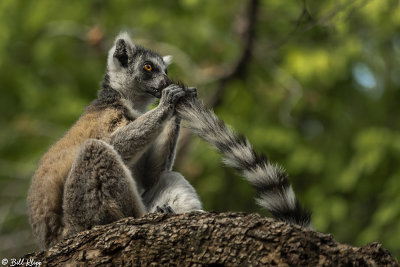 Ringtail Lemur, Mandrare  2