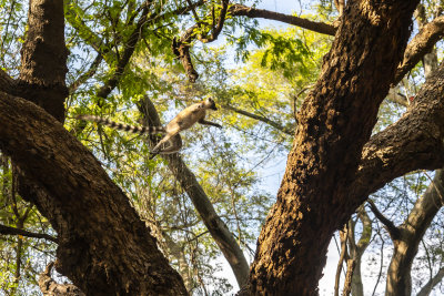 Ringtail Lemur, Mandrare  3